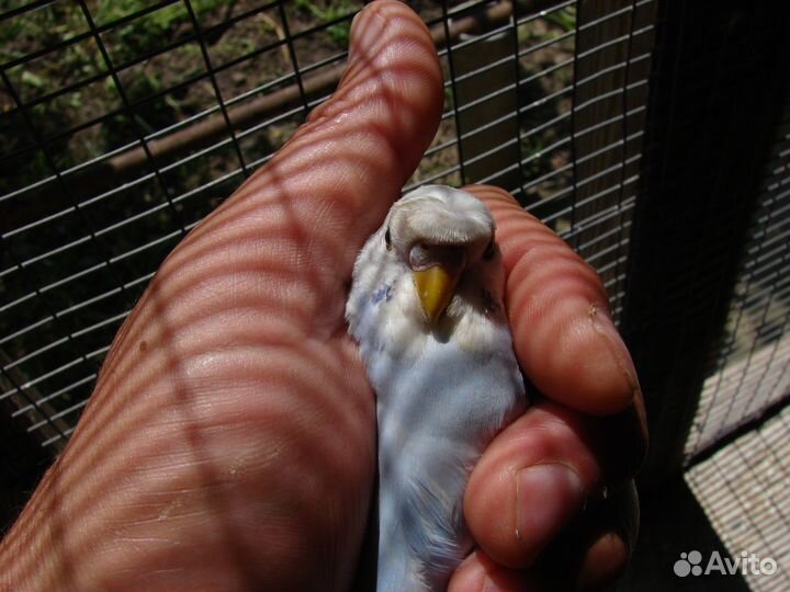 Хохлатые(чубатые) волнистые попугаи