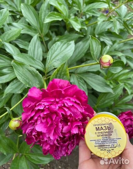 Прополисная Мазь с пчелиной огневкой