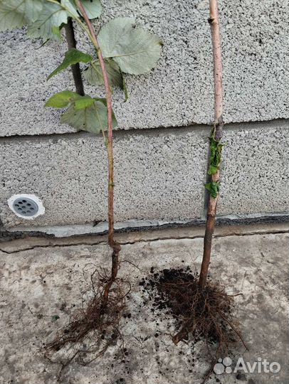 Саженцы малины Новость Кузьмина