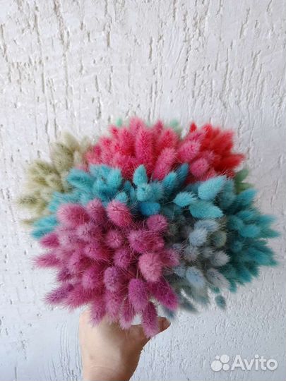 Цветной лагурус