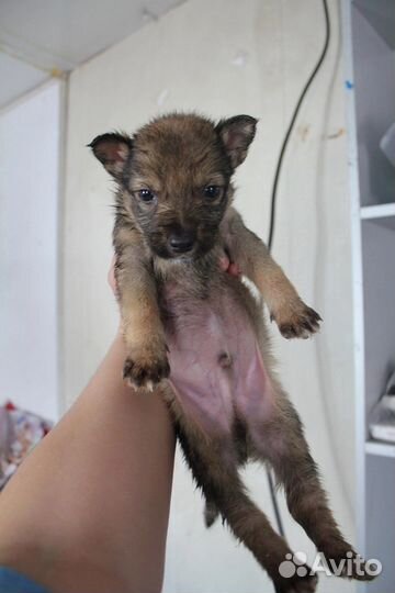 Карапузы ищут дом