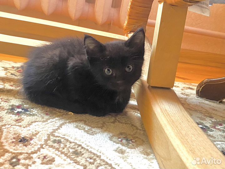 Котенок в добрые руки 1 месяц