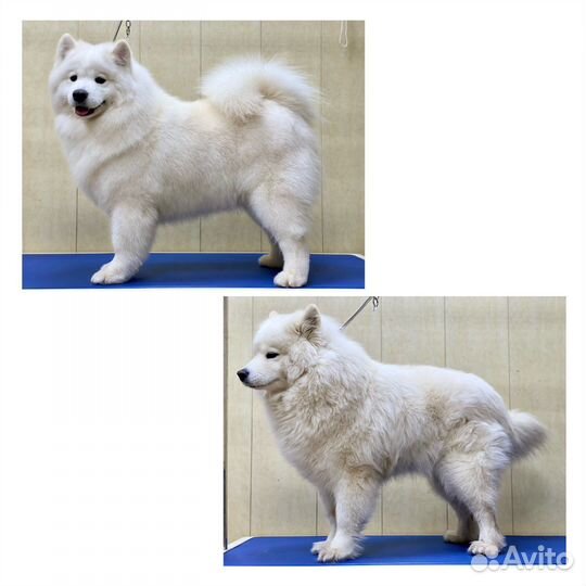 Стрижка Грумер Самоед Корги