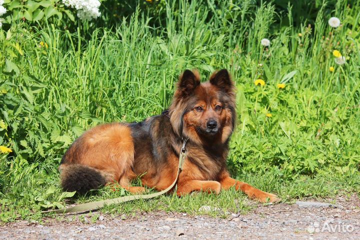 Небольшая пышка Лиззи