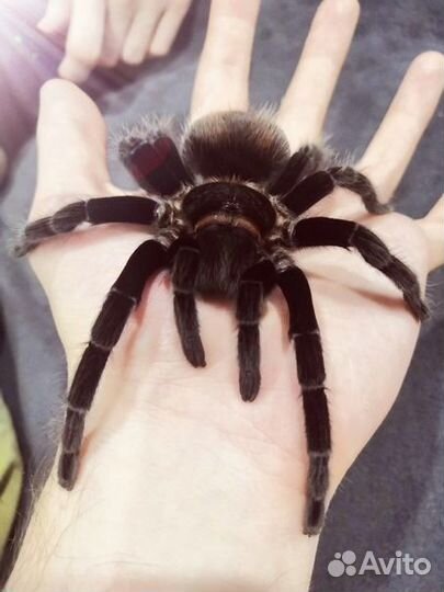 Пауки-Птицееды