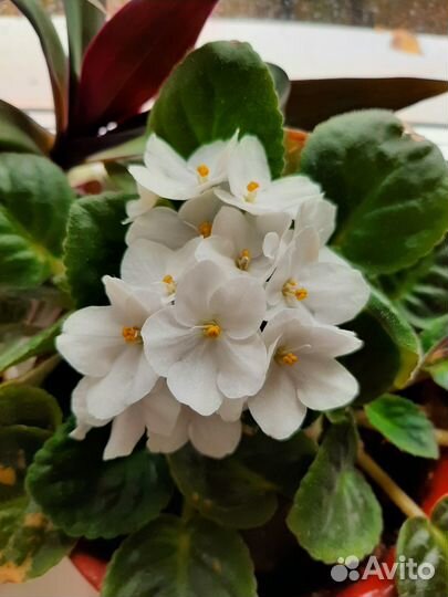 Цветущие фиалки