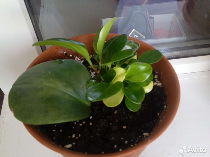 Пеперомия туполистная