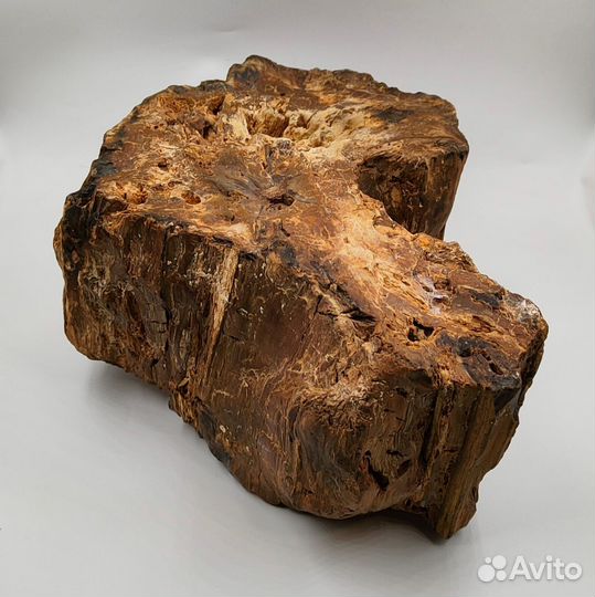 Окаменелое дерево, пенёк / Окаменелости