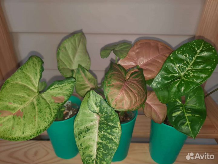 Сингониум набор