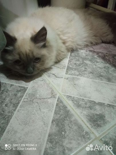 Кошка в дар бесплатно