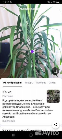 Юкка комнатная