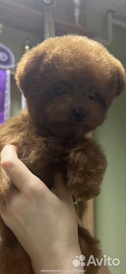Тедди пудель микро