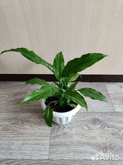 Спатифиллум Женское счастье