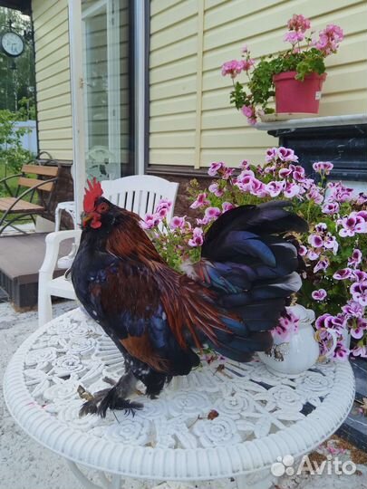 Петухи Алтайской бентамки