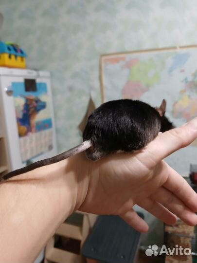 Клетка с сатиновым мышонком