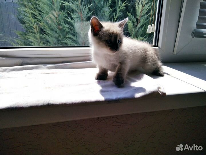 Отдам милых котят в добрые руки