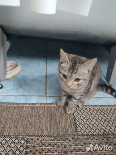 Отдам в добрые руки