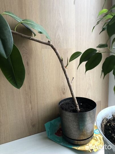 Замиокулькас, фикусы каучук, бенджамина, драцена