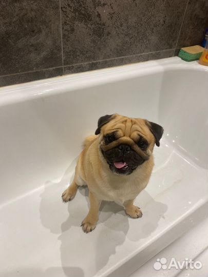 Мопс вязка мальчик