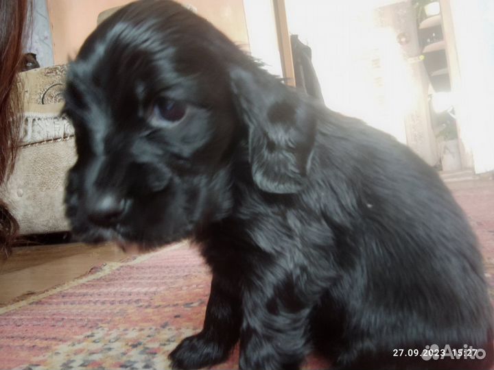 Кокер спаниель