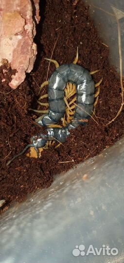 Сколопендра. Scolopendra cingulata
