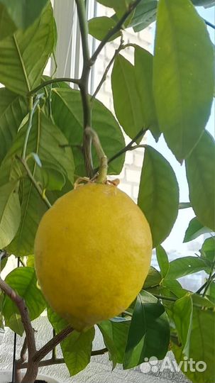 Лимон Павловский цветущий
