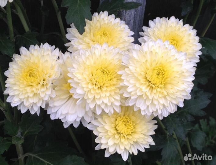 Корейская хризантема опт и розница