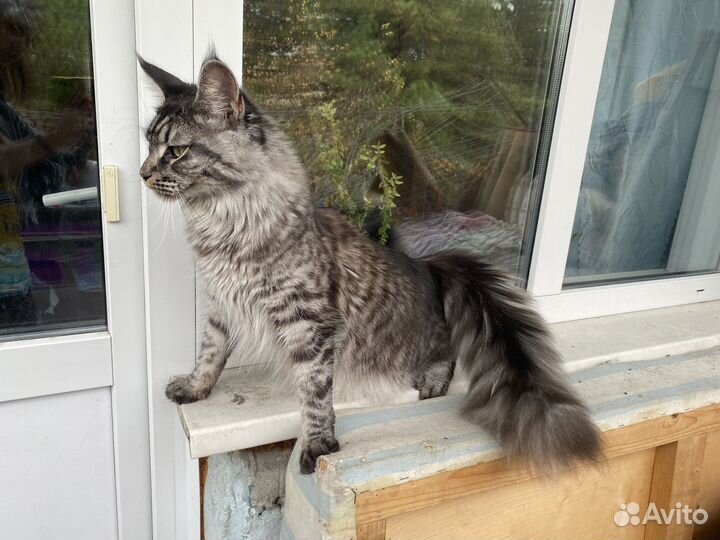 Кот мей-кун вязка