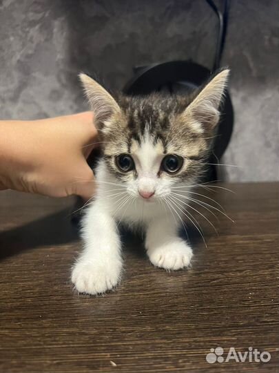 Котята крысыловы