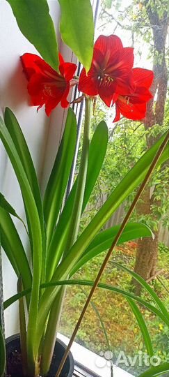 Амариллис,Эухариус,редкийЭпифиллум,Фиалки/цветут