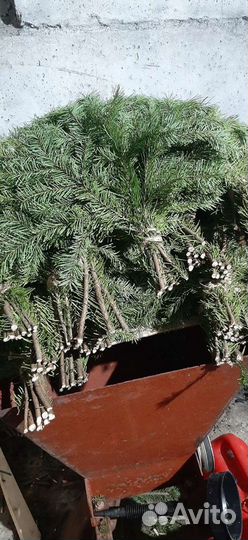 Веники пихтовые, всегда свежие и хорошие для бани