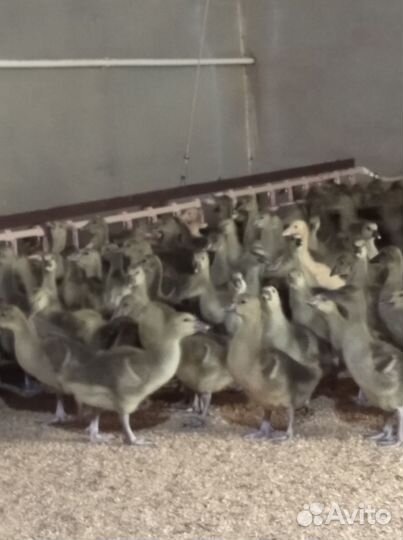 Бройлеры, утки, муларды, гуси, индюки