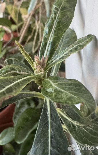 Адениум Космос прививка