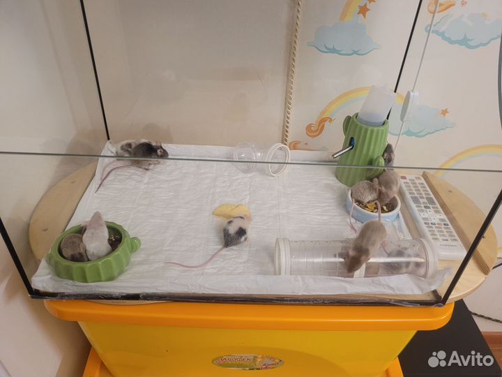 Продажа мышей