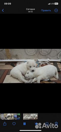 Щенки алабая