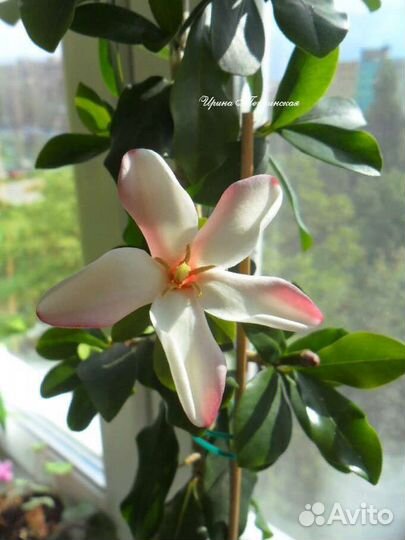 Комнатная экзотика