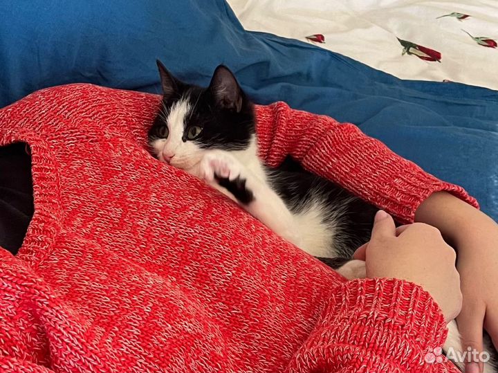 Котик Феликс