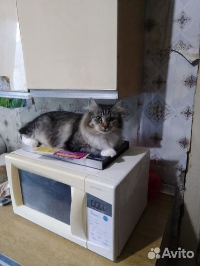 Кошки в добрые руки