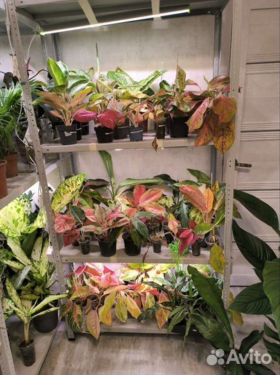 Очень много комнатных растений