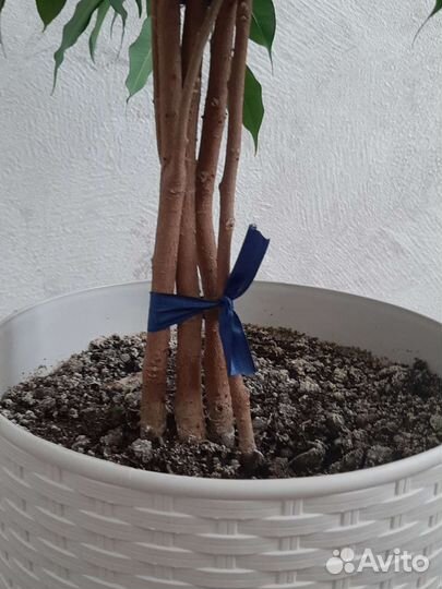 Фикус бенджамина