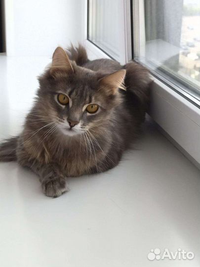 Пушистый кот в добрые руки