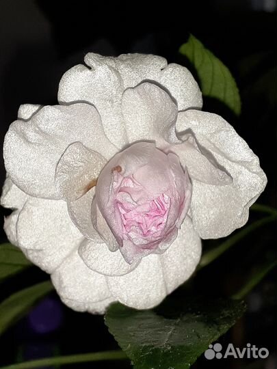 Apple blossom бальзамин махровый