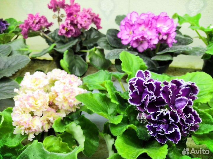 Сортовые фиалки