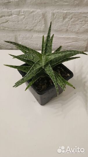 Коллекция алоэ