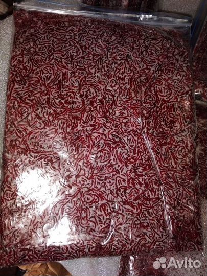 Мотыль,артемия,циклоп,гаммарус,дафния растени