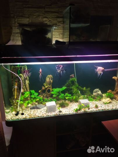 Аквариум jebo