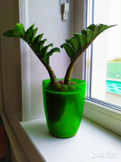 Замиокулькас Зензи фикус Бенджамин