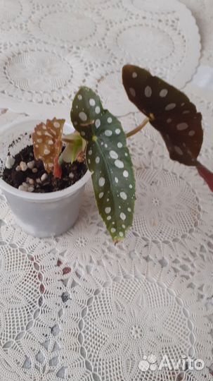 Бегония Макулата 2шт