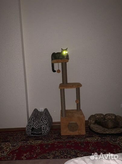 Когтеточка с домиком бу