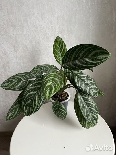Аглаонема страйпс